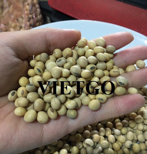 Cơ hội xuất khẩu sản phẩm đậu nành đến thị trường Trung Quốc