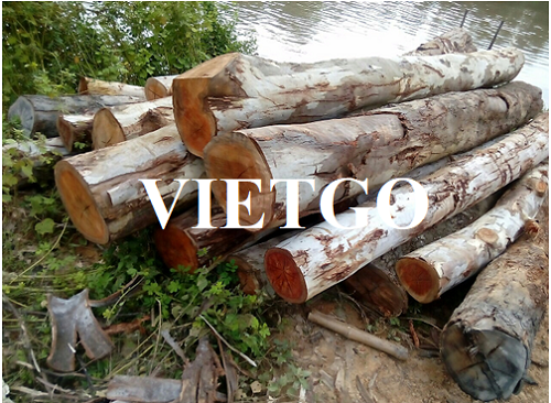 Thương vụ xuất khẩu gỗ bạch đàn tròn sang thị trường Trung Quốc