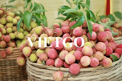 Cơ hội trở thành nhà cung cấp cho đơn hàng xuất khẩu quả vải sang thị trường Úc