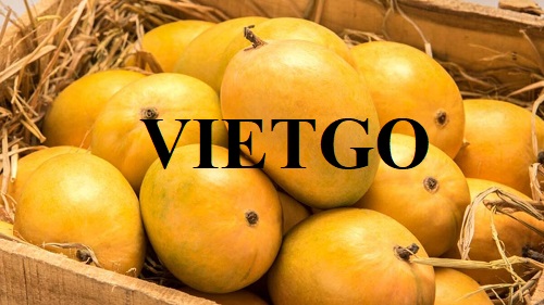 Thương vụ xuất khẩu xoài sang Vương quốc Anh
