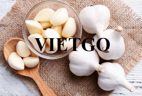 Doanh nghiệp Ấn Độ cần tìm nhà cung cấp mặt hàng tỏi trắng