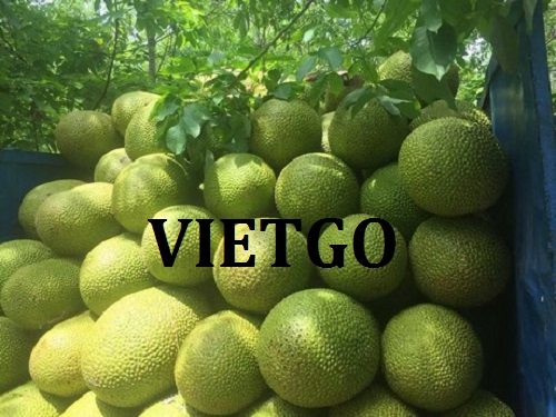 Thương vụ xuất khẩu quả mít tươi sang Vương quốc Anh