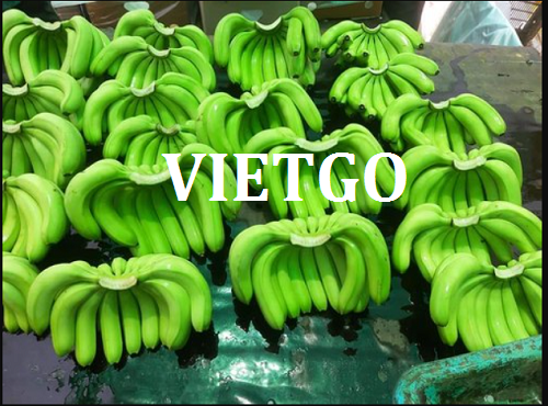 Cơ hội hợp tác với doanh nghiệp Bồ Đào Nha cho đơn hàng chuối tươi