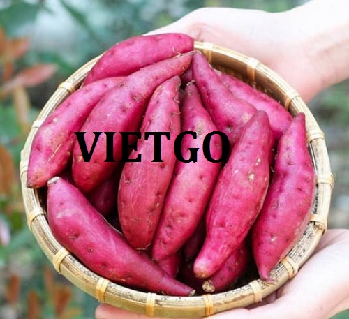 Cơ hội hợp tác với doanh nghiệp lớn tại UAE cho đơn hàng xuất khẩu khoai lang
