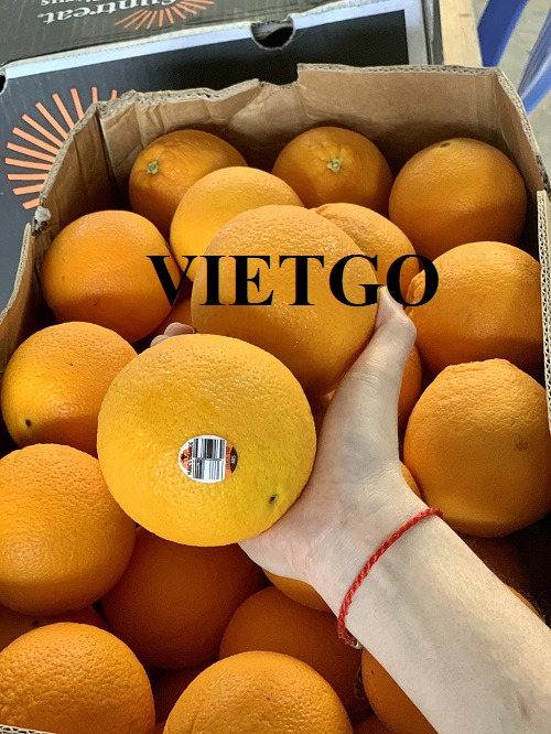 Cơ hội hợp tác với vị thương nhân đến từ Ả Rập Xê Út cho đơn hàng xuất khẩu cam