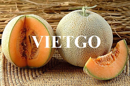 Thương vụ hợp tác xuất khẩu dưa lưới cho vị khách hàng người Hồng Kông