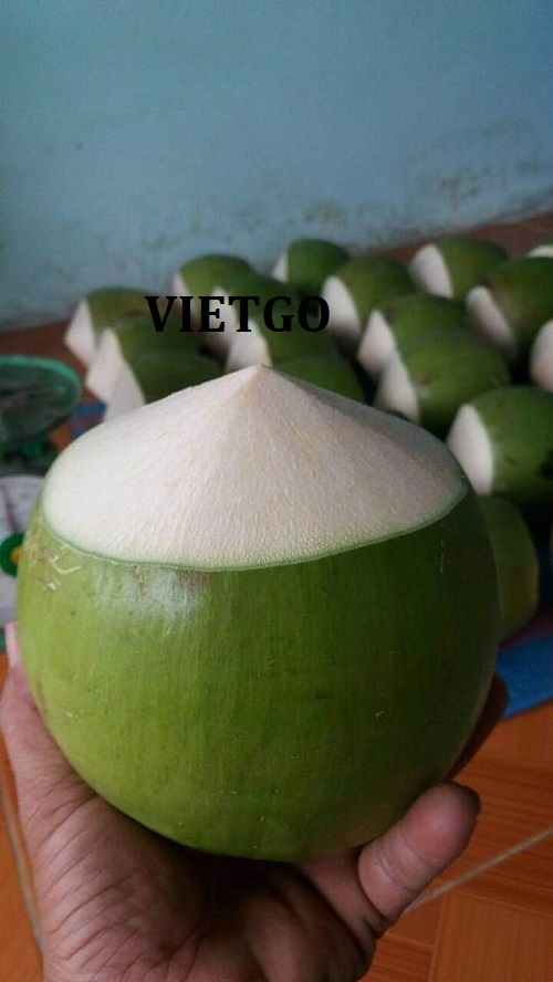 Cơ hội trở thành nhà cung cấp cho đơn hàng xuất khẩu dừa sang thị trường Ai Cập