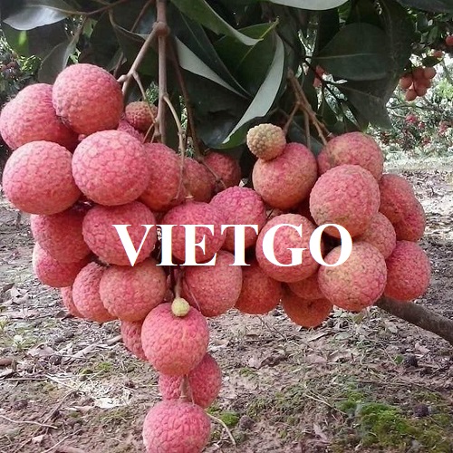 Cơ hội trở thành nhà cung cấp cho đơn hàng xuất khẩu vải sang thị trường Ai Cập