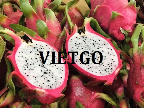 Cơ hội trở thành nhà cung cấp cho đơn hàng xuất khẩu thanh long sang thị trường Ai Cập