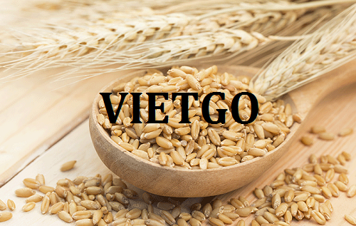 Vị khách hàng đến từ Mỹ cần tìm nhà cung cấp lúa mì