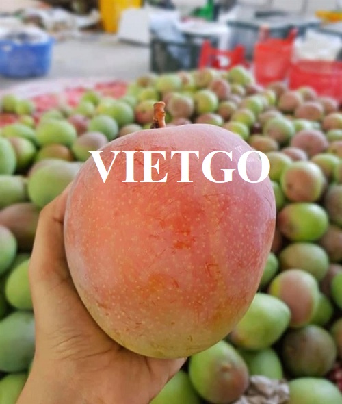 Cơ hội xuất khẩu xoài tươi sang thị trường Trung Quốc