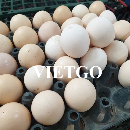 Cơ hội xuất khẩu trứng gà sang thị trường UAE