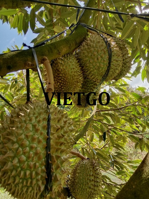 Cơ hội hợp tác đến từ vị khách hàng người Brunei cho đơn hàng xuất khẩu sầu riêng