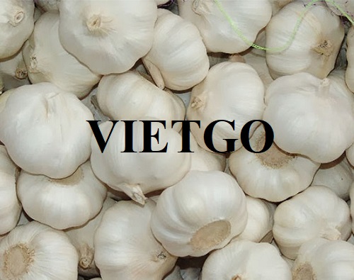 Cơ hội hợp tác với vị thương nhân người Trung Quốc cho đơn hàng xuất khẩu tỏi trắng