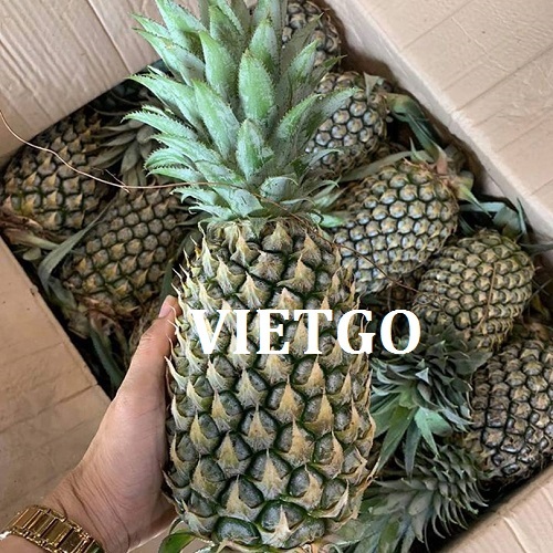 Cơ hội xuất khẩu dứa tươi đầy hấp dẫn đến thị trường Tây Ban Nha