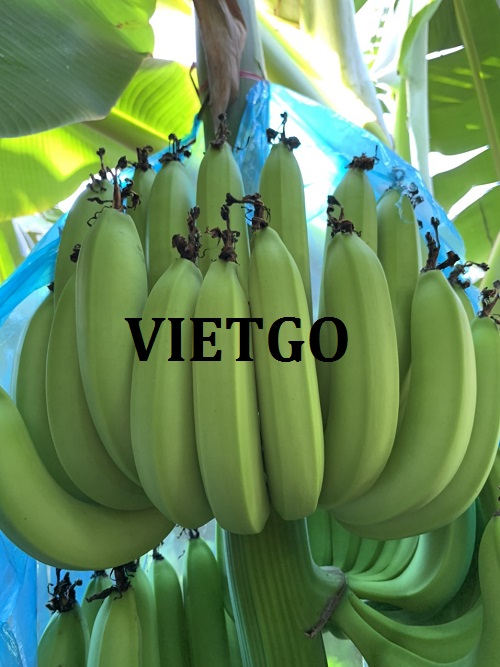 Cơ hội hợp tác với doanh nghiệp tại Trung Quốc cho đơn hàng xuất khẩu sản phẩm chuối