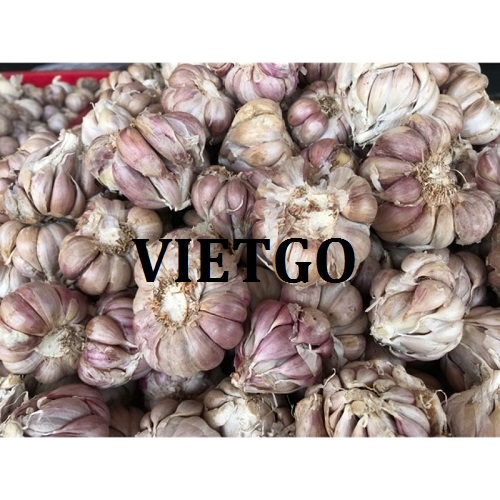 Thương vụ xuất khẩu tỏi sang thị trường Campuchia