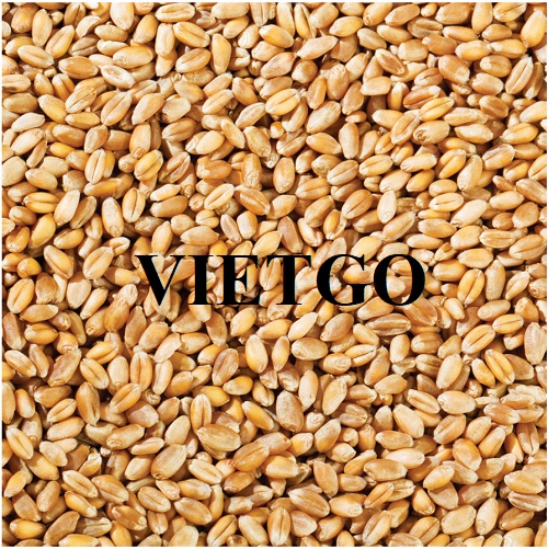 Cơ hội xuất khẩu lúa mì sang thị trường Thổ Nhĩ Kỳ