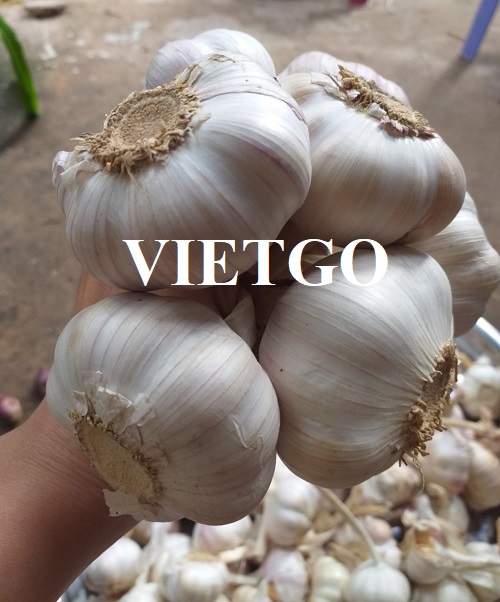 Cơ hội giao thương xuất khẩu sản phẩm tỏi trắng đến thị trường Malaysia