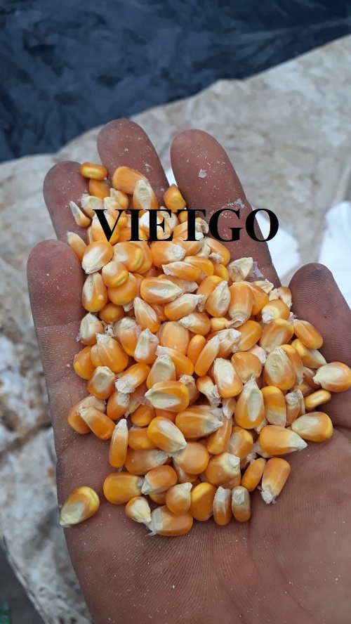 Cơ hội xuất khẩu sản phẩm ngô vàng đến thị trường UAE