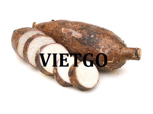 Thương vụ hợp tác xuất khẩu sắn lát sang thị trường Trung Quốc