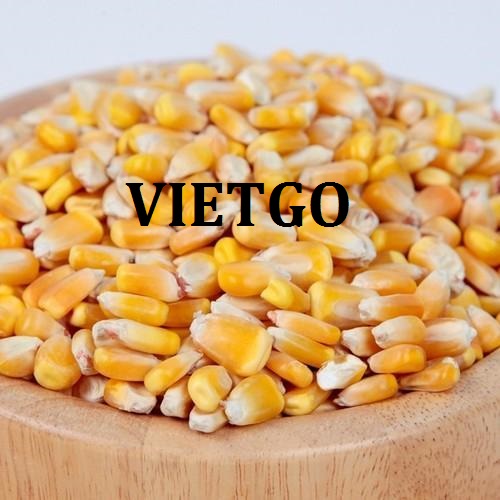 Cơ hội giao thương xuất khẩu hạt ngô vàng sang thị trường Trung Quốc