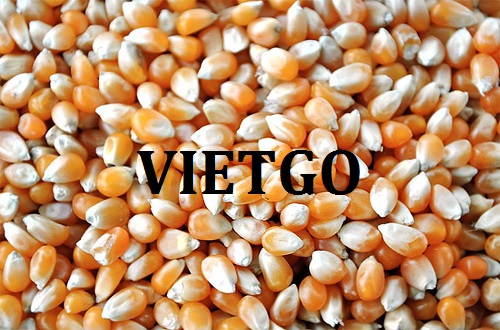 Cơ hội hợp tác xuất khẩu hạt ngô đầy hấp dẫn đến thị trường Nhật Bản