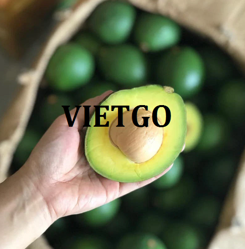 Cơ hội giao thương xuất khẩu bơ tươi sang thị trường UAE