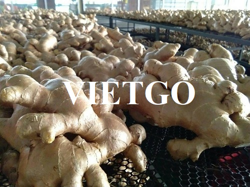 Cơ hội xuất khẩu sản phẩm gừng tươi sang thị trường Thổ Nhĩ Kỳ