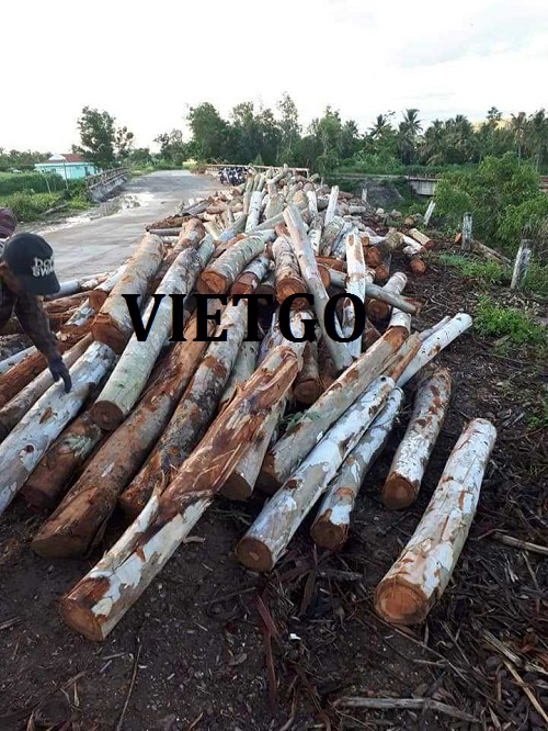 Thương vụ xuất khẩu gỗ bạch đàn tròn sang thị trường Thái Lan