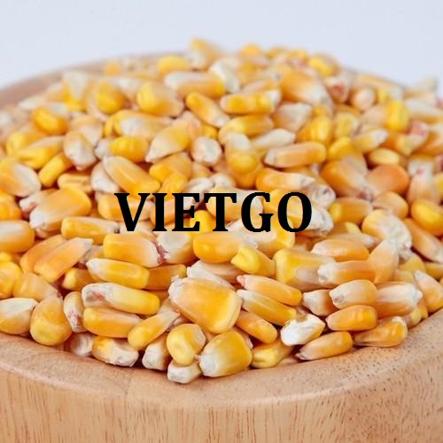 Thương vụ xuất khẩu hạt ngô vàng sang thị trường Iran