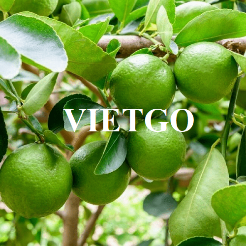 Đối tác đến từ Qatar cần tìm nhà cung cấp mặt hàng chanh xanh