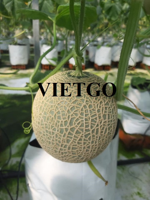 Cơ hội hợp tác với vị khách hàng người Mỹ cho đơn hàng nhập khẩu dưa lưới đến thị trường nội địa