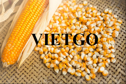 Đối tác Việt Nam cần tìm nhà cung cấp cho đơn hàng xuất khẩu ngô hạt sang thị trường Nhật Bản