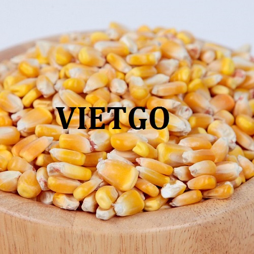 Thương vụ xuất khẩu ngô vàng sang thị trường Trung Quốc