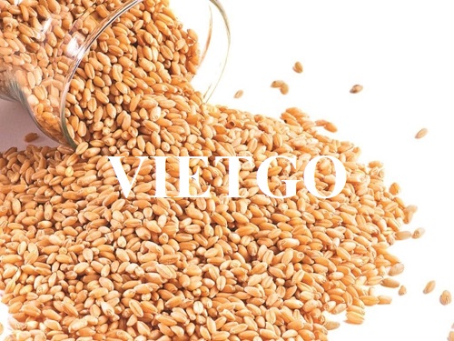 Cơ hội xuất khẩu lúa mì với số lượng lớn sang thị trường Trung Quốc