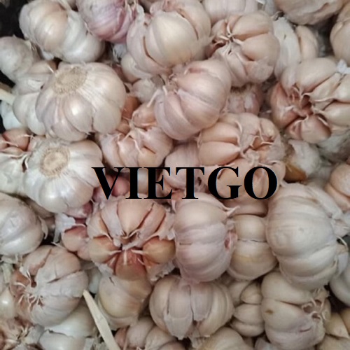 Cơ hội trở thành đối tác xuất khẩu với một doanh nghiệp tại Malaysia cho sản phẩm tỏi trắng