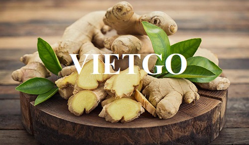 Cơ hội trở thành đối tác xuất khẩu với một doanh nghiệp tại Malaysia cho sản phẩm gừng tươi