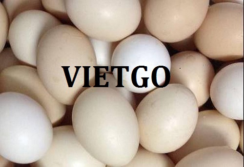 Cơ hội xuất khẩu trứng gà sang thị trường UAE