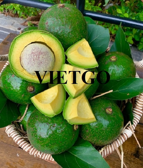 Cơ hội giao thương xuất khẩu đến thị trường UAE cho sản phẩm bơ tươi