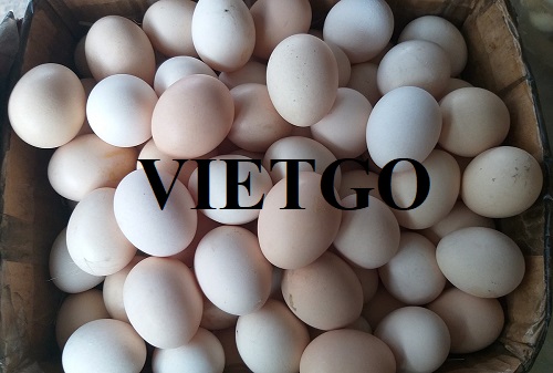 Cơ hội hợp tác với vị khách hàng người UAE cho đơn hàng xuất khẩu trứng gà