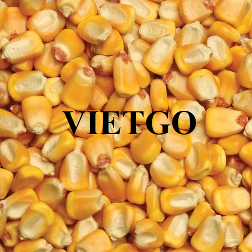 Cơ hội hợp tác với doanh nghiệp tại Trung Quốc cho đơn hàng xuất khẩu ngô vàng