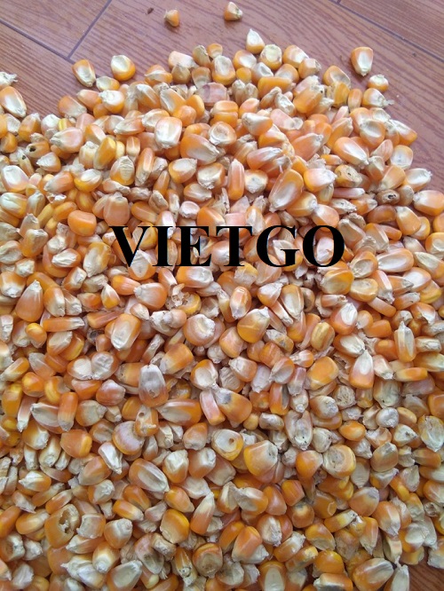 Cơ hội xuất khẩu sản phẩm ngô vàng đến thị trường Trung Quốc