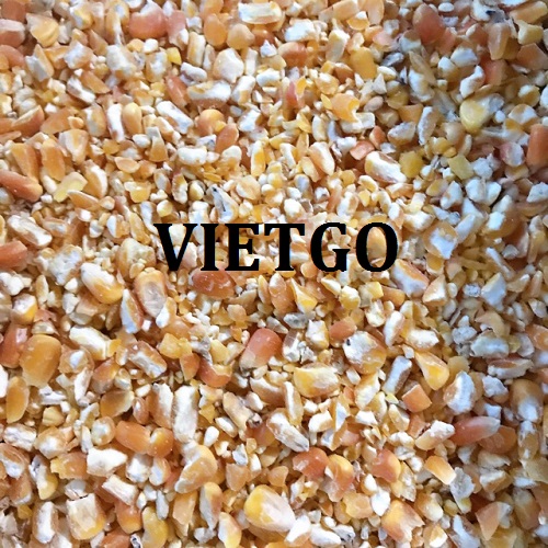 Thương vụ xuất khẩu ngô hạt sang thị trường Uruguay