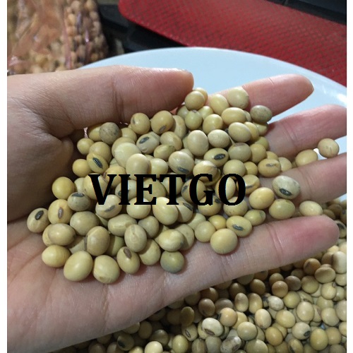 Cơ hội xuất khẩu sản phẩm đậu nành đến thị trường Trung Quốc
