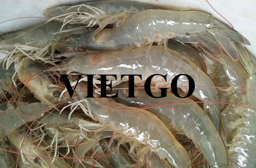 Cơ hội hợp tác xuất khẩu tôm đến từ vị khách hàng người Argentina