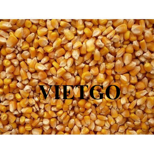 Cơ hội giao thương xuất khẩu sản phẩm ngô vàng tới thị trường Trung Quốc
