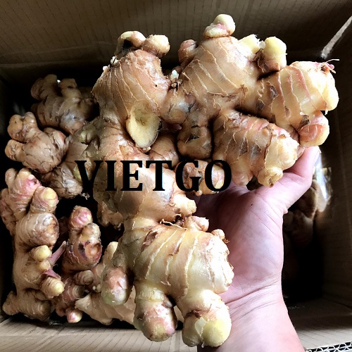 Cơ hội hợp tác với doanh nghiệp tại Ấn Độ cho mặt hàng gừng