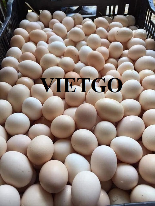 Cơ hội hợp tác xuất khẩu trứng sang thị trường UAE