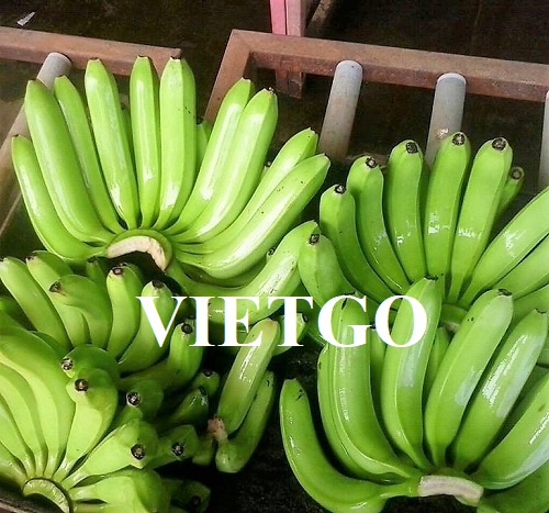 Cơ hội trở thành đối tác xuất khẩu với một doanh nghiệp tại Malaysia cho sản phẩm chuối tươi